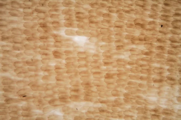 Mikroskop altında kelebek kanadı — Stok fotoğraf