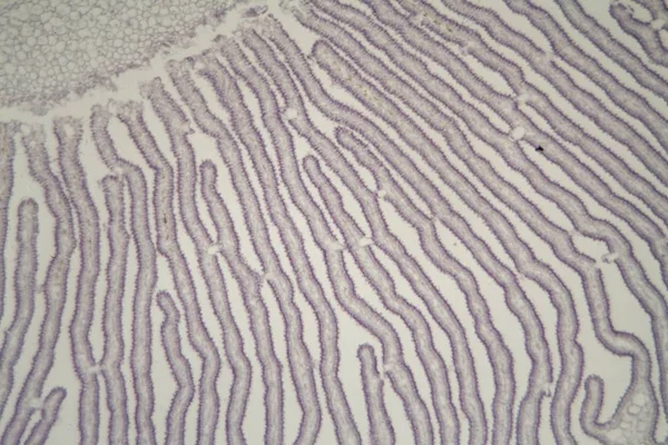 Гриб копринуса под микроскопом — стоковое фото