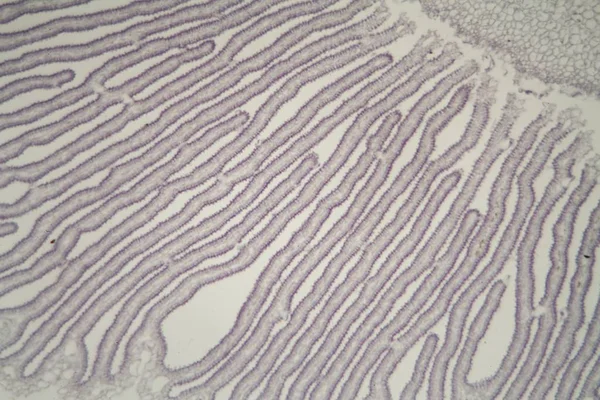 Seta Coprinus bajo el microscopio — Foto de Stock