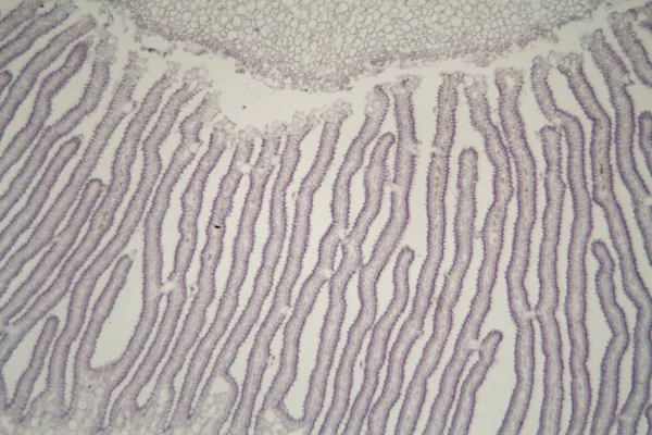 Seta Coprinus bajo el microscopio — Foto de Stock