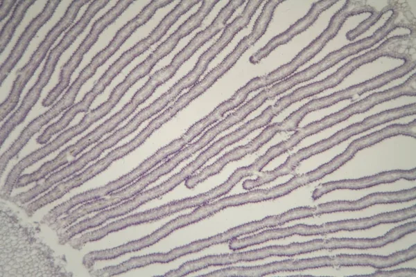 Coprinus mushroom under the microscope — Stock Photo, Image