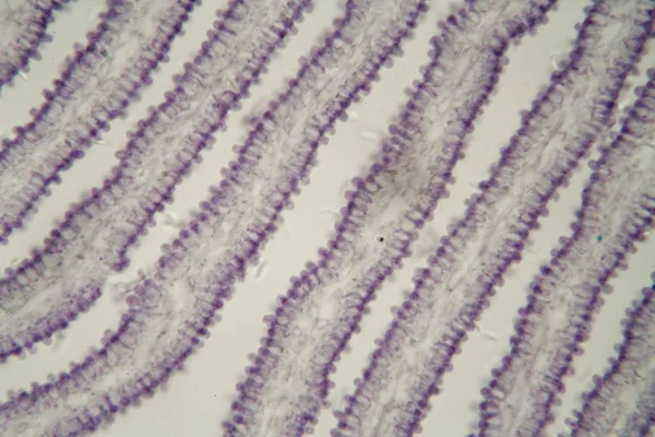 顕微鏡下のコプリヌスキノコ — ストック写真