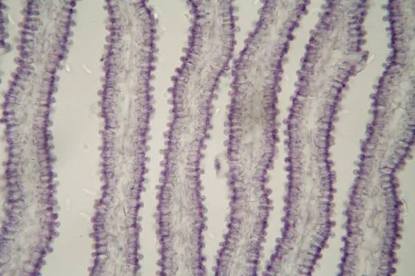 Coprinusový houby pod mikroskopem — Stock fotografie