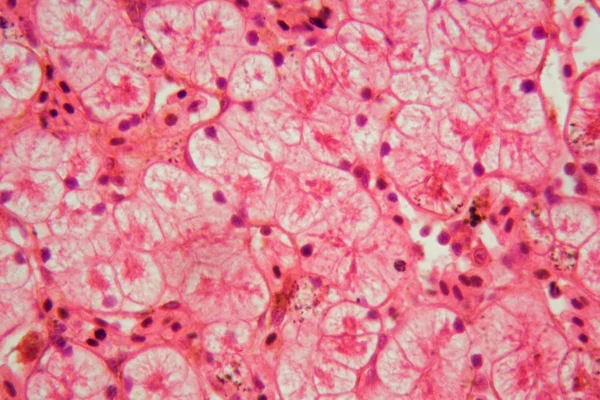 穿过青蛙肝的一段的显微镜照片. — 图库照片