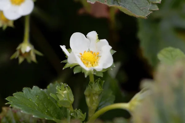 Flower of a garden strawberry — Stock Photo, Image