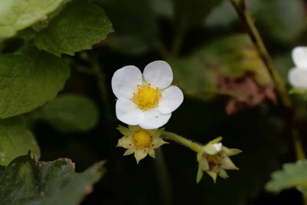 Bloem van een tuin aardbei — Stockfoto