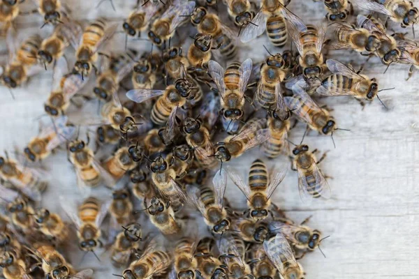 Europäische Honigbienen (apis mellifera) auf einem Holzgrund. — Stockfoto