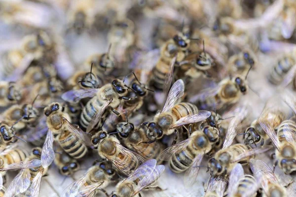 Europäische Honigbienen (apis mellifera) auf einem Holzgrund. — Stockfoto
