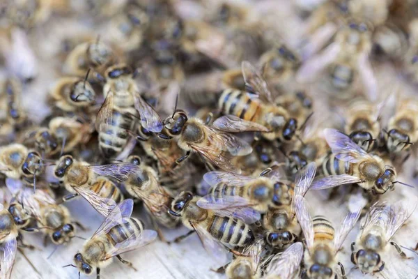 Europäische Honigbienen (apis mellifera) auf einem Holzgrund. — Stockfoto