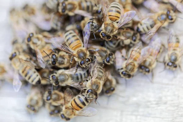 Europäische Honigbienen (apis mellifera) auf einem Holzgrund. — Stockfoto