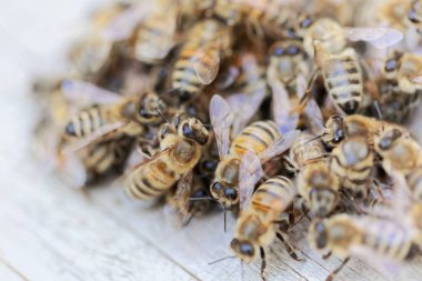 Ahşap arka planda Avrupa bal arıları (Apis mellifera).