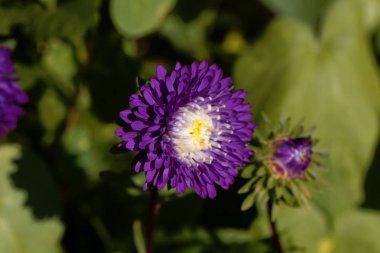 yaz aster (callistephus chinensis)