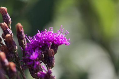 Dev demir weed çiçekleri (