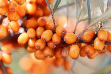 Ortak bir deniz dikeni meyveleri (Hippophae rhamnoides)