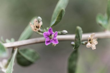 Bir kurt çiçlik çiçeği (Likya barbarum)