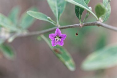 Bir kurt çiçlik çiçeği (Likya barbarum)
