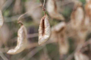 Bir mesane senna meyveleri (Colutea arborescens)