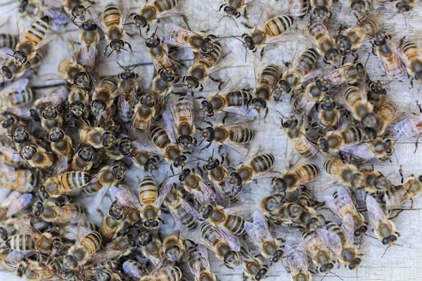 Europäische Honigbienen (apis mellifera) auf einem Holzgrund. — Stockfoto