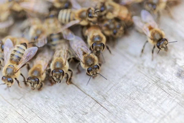 Europäische Honigbienen (apis mellifera) auf einem Holzgrund. — Stockfoto