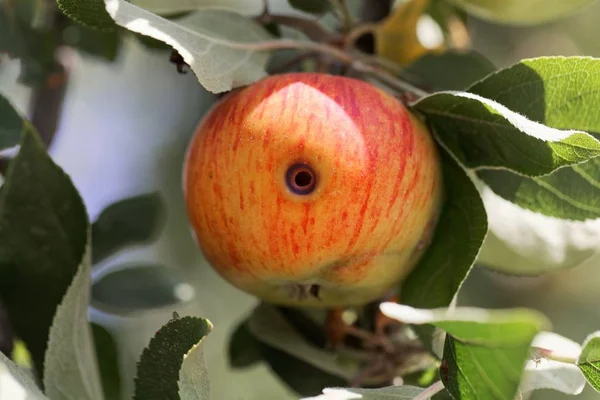 Βαρετό ίχνος ενός συνροσκώρου (Cydia pomonella) σε ένα μήλο — Φωτογραφία Αρχείου