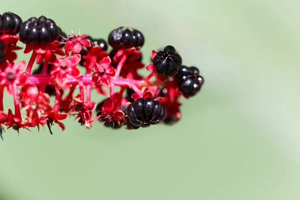 Bagas de picada indianas (Phytolacca acinosa ) — Fotografia de Stock