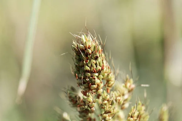 Соргурська паніка (Sorghum Dawna var). технічний ) — стокове фото