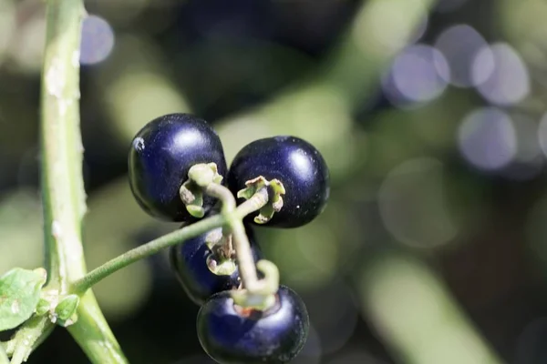 Garten-Kräuterbeere (solanum melanocerasum)) — Stockfoto