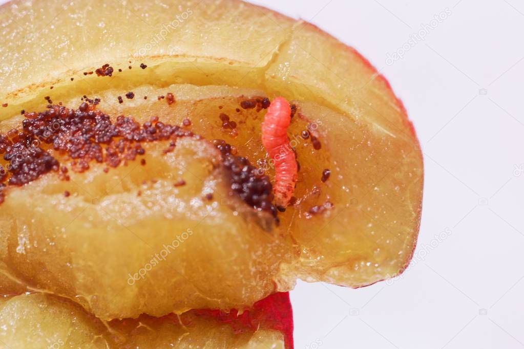 Larvae of a plum fruit moth (Grapholita funebrana) in a plum fruit