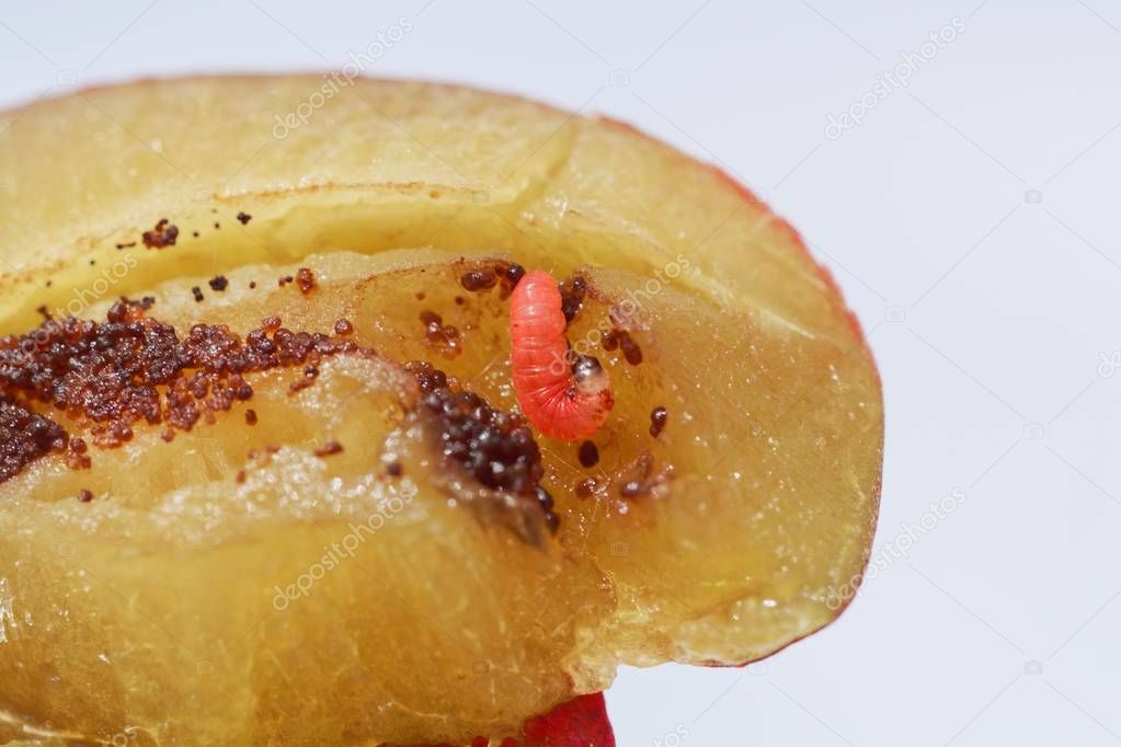 Larvae of a plum fruit moth (Grapholita funebrana) in a plum fruit