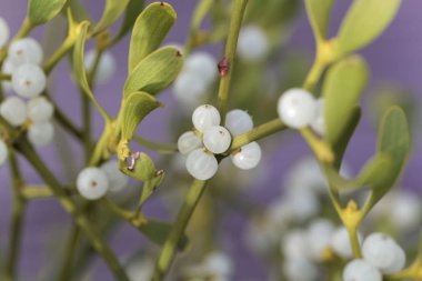Bir Avrupa ökseotu böğürtlenleri (Viscum albümü)