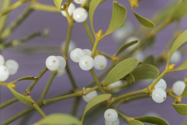 Bir Avrupa ökseotu böğürtlenleri (Viscum albümü)