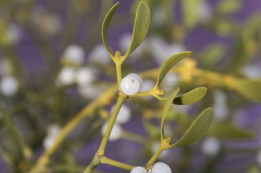 Bir Avrupa ökseotu böğürtlenleri (Viscum albümü)