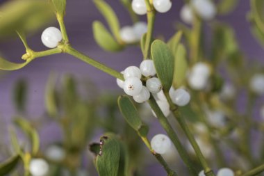 Bir Avrupa ökseotu böğürtlenleri (Viscum albümü)