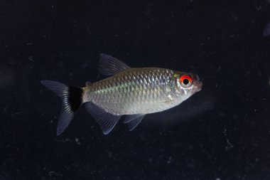 Kırmızıgöz tetrası (Moenkhausia sanctaefilomenae) 