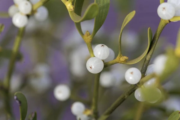 Berries of a European mistletoe (Viscum album) — Stock Photo, Image