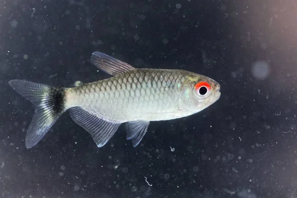 RedEye Tetra (Moenkhausia sanctaefilomenae) — Fotografia de Stock