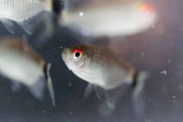 RedEye Tetra (Moenkhausia sanctaefilomenae) — Stock fotografie