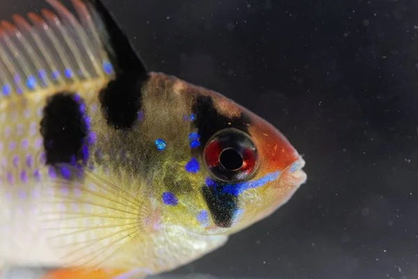 Cabeza de un carnero infantil (Mikrogeophagus ramirezi ) — Foto de Stock