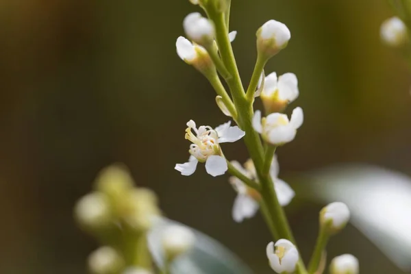Kwiat laurowy wiśniowy (Prunus laurocerasus) — Zdjęcie stockowe