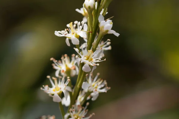 Flor de laurel de cereza (Prunus laurocerasus ) — Foto de Stock