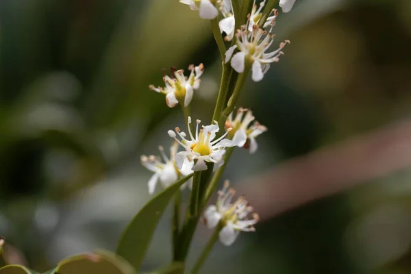 Flor de laurel de cereza (Prunus laurocerasus ) — Foto de Stock