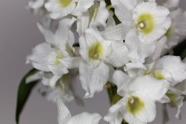  Dendrobium nobile orkide
