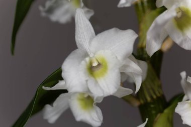  Dendrobium nobile orkide