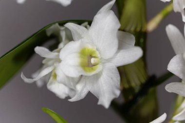  Dendrobium nobile orkide