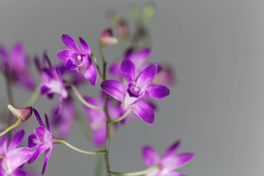 Bir dendrobium orkide çiçekleri (Dendrobium kingianum)