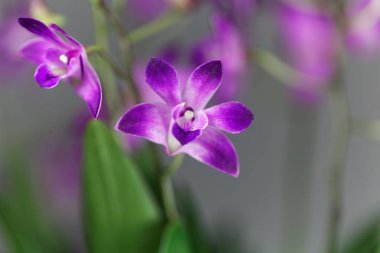 Bir dendrobium orkide çiçekleri (Dendrobium kingianum)