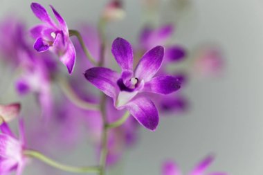 Bir dendrobium orkide çiçekleri (Dendrobium kingianum)