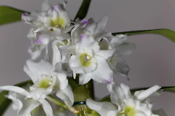 Orquídea nobile del dendrobio — Foto de Stock