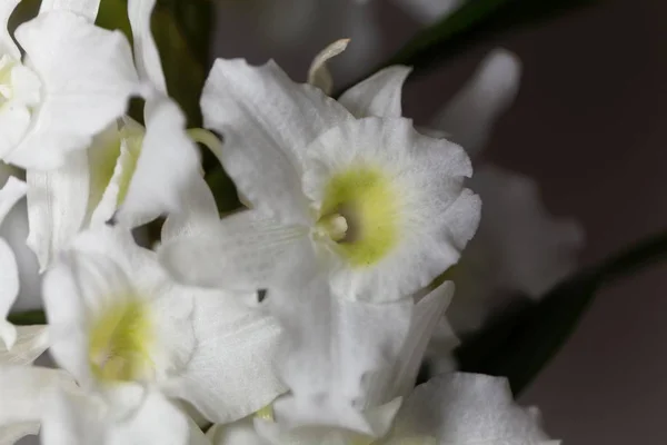 Orquídea nobile del dendrobio — Foto de Stock