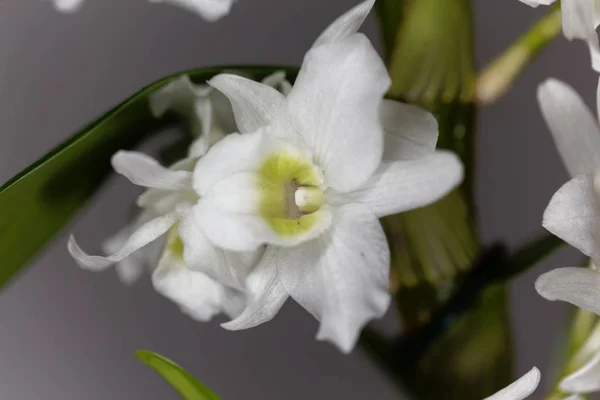 Orquídea nobile del dendrobio — Foto de Stock